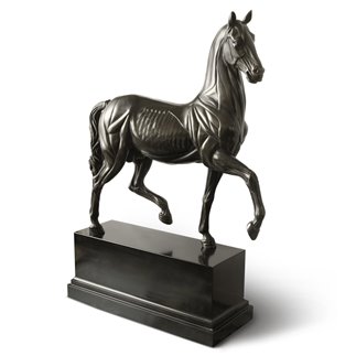 Anatomical Horse bronze and marble statue - FONSTMETCLA55 | ISA Project