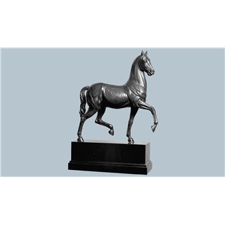 Anatomical Horse bronze and marble statue