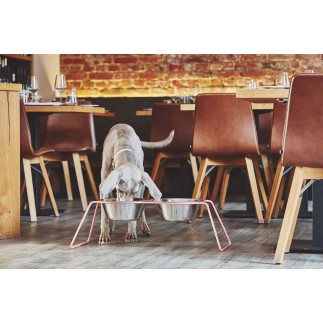 Double bowl in steel for cat and dog - Cena