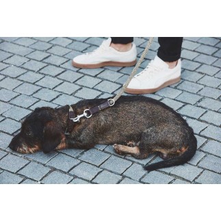 Dog leash in cotton and leather - Lucca | Miacara