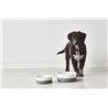 Non-Slip Porcelain Bowl for Dog or Cat - Rex