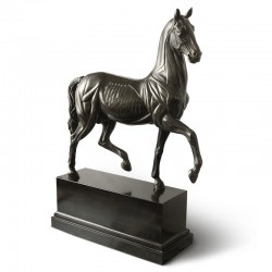 Anatomical Horse bronze and marble statue