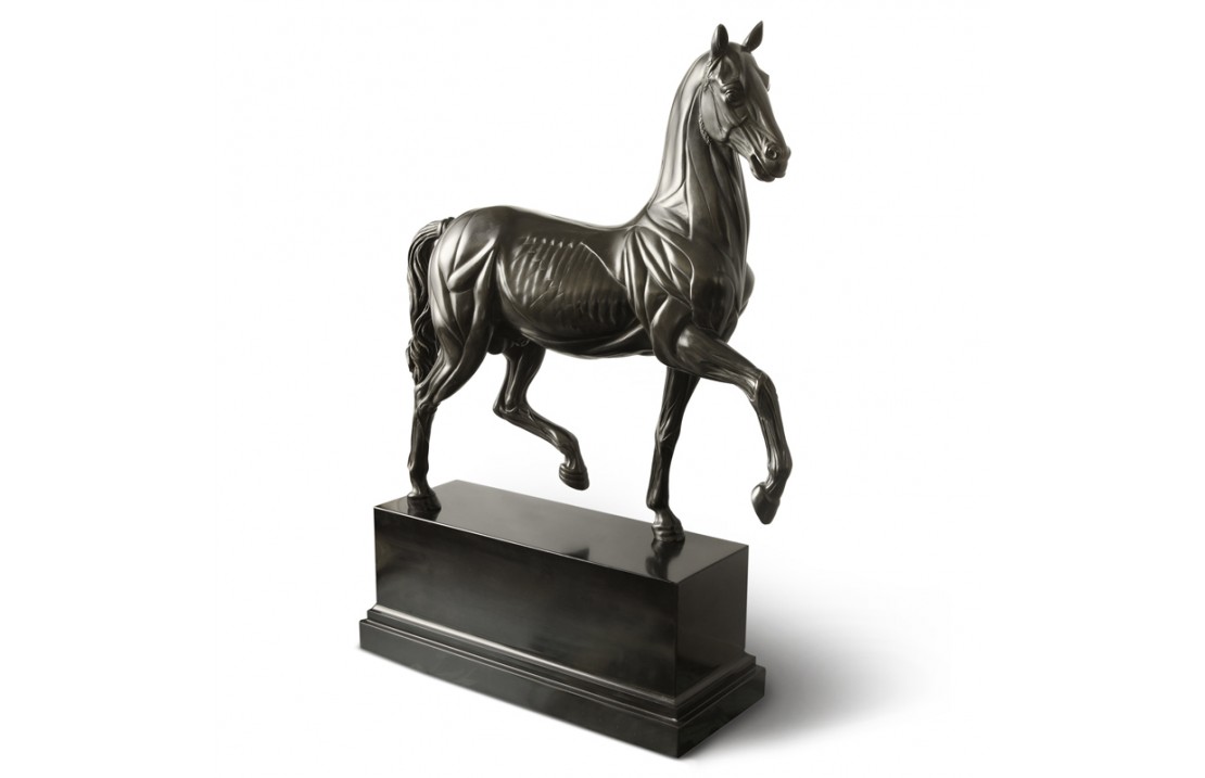Anatomical Horse bronze and marble statue