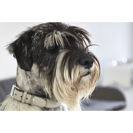 Torino dog collar in leather