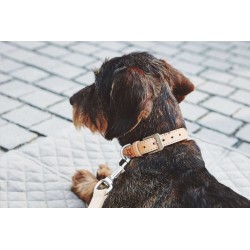 Bergamo dog collar in leather